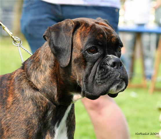 Doulcinea della gens clodia