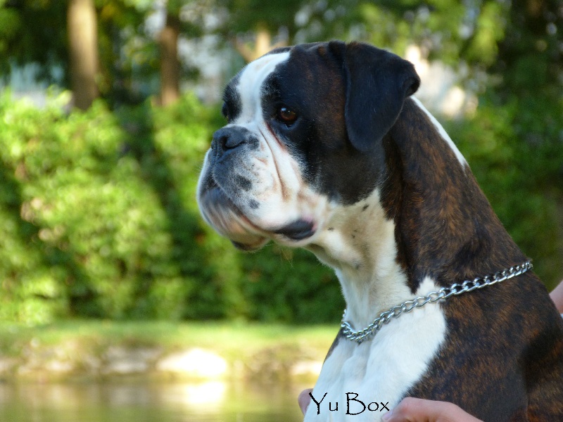 Chiara della gens clodia