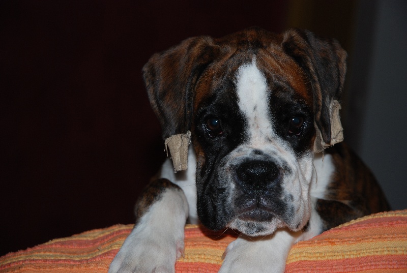 Fever of the night de Yu Box