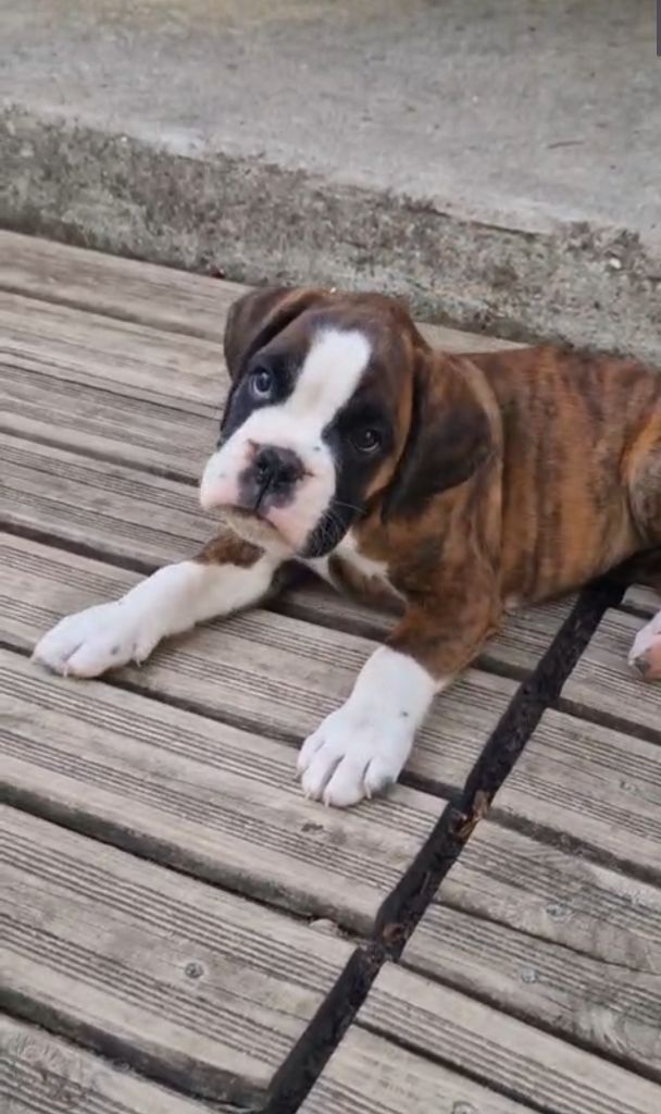 de Yu Box - Chiots disponibles - Boxer