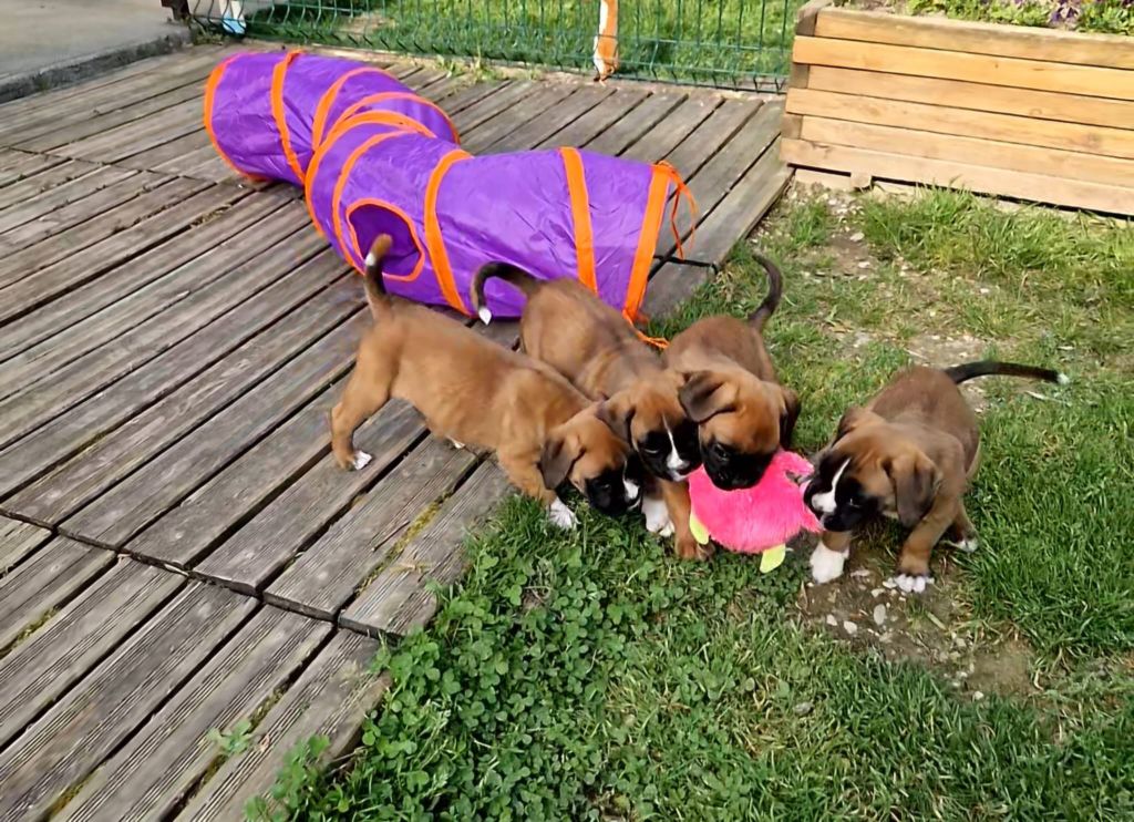 Chiot Boxer de Yu Box