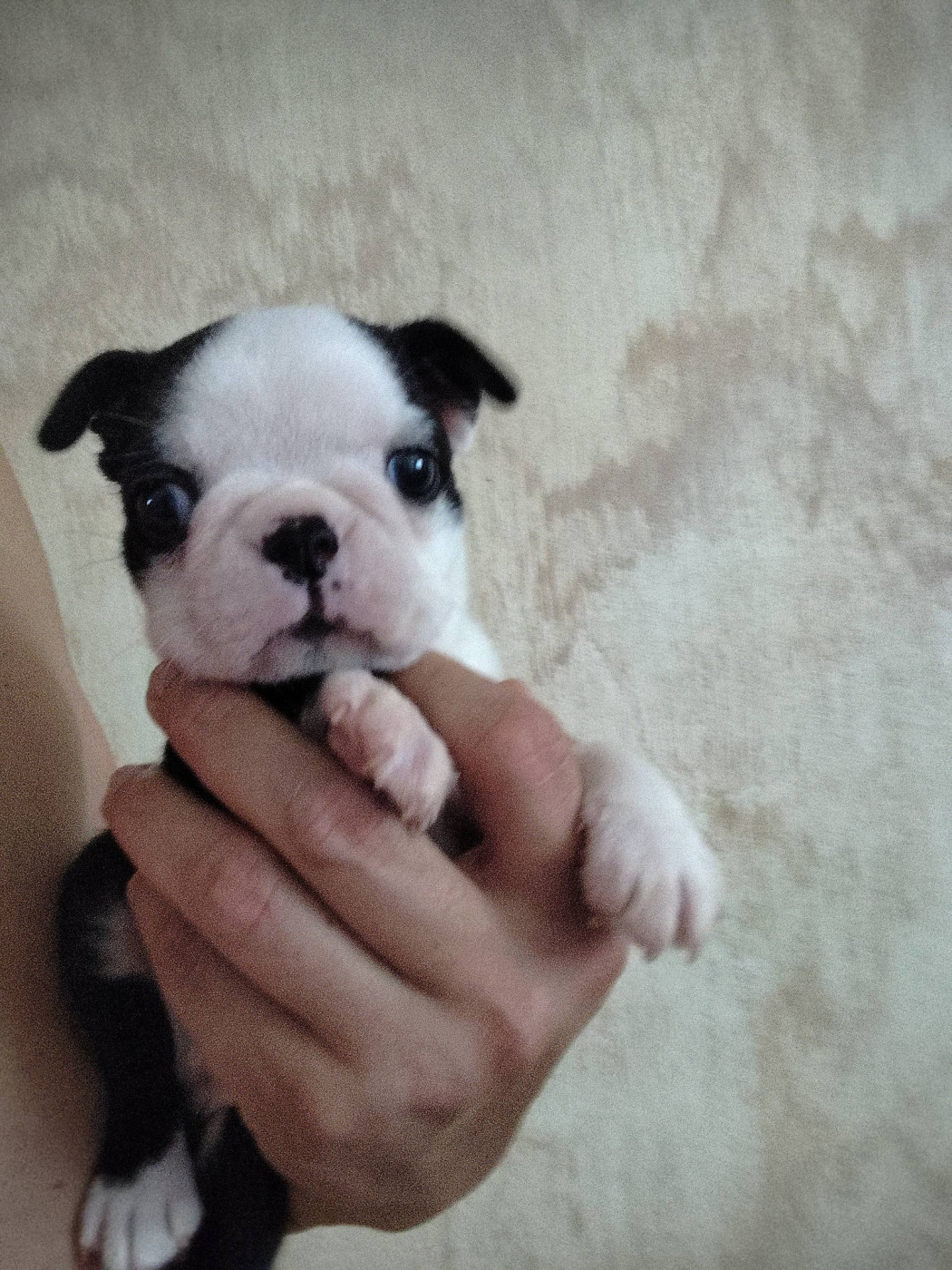 de Yu Box - Chiots disponibles - Boston Terrier