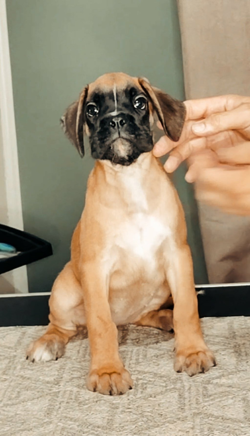 de Yu Box - Chiots disponibles - Boxer