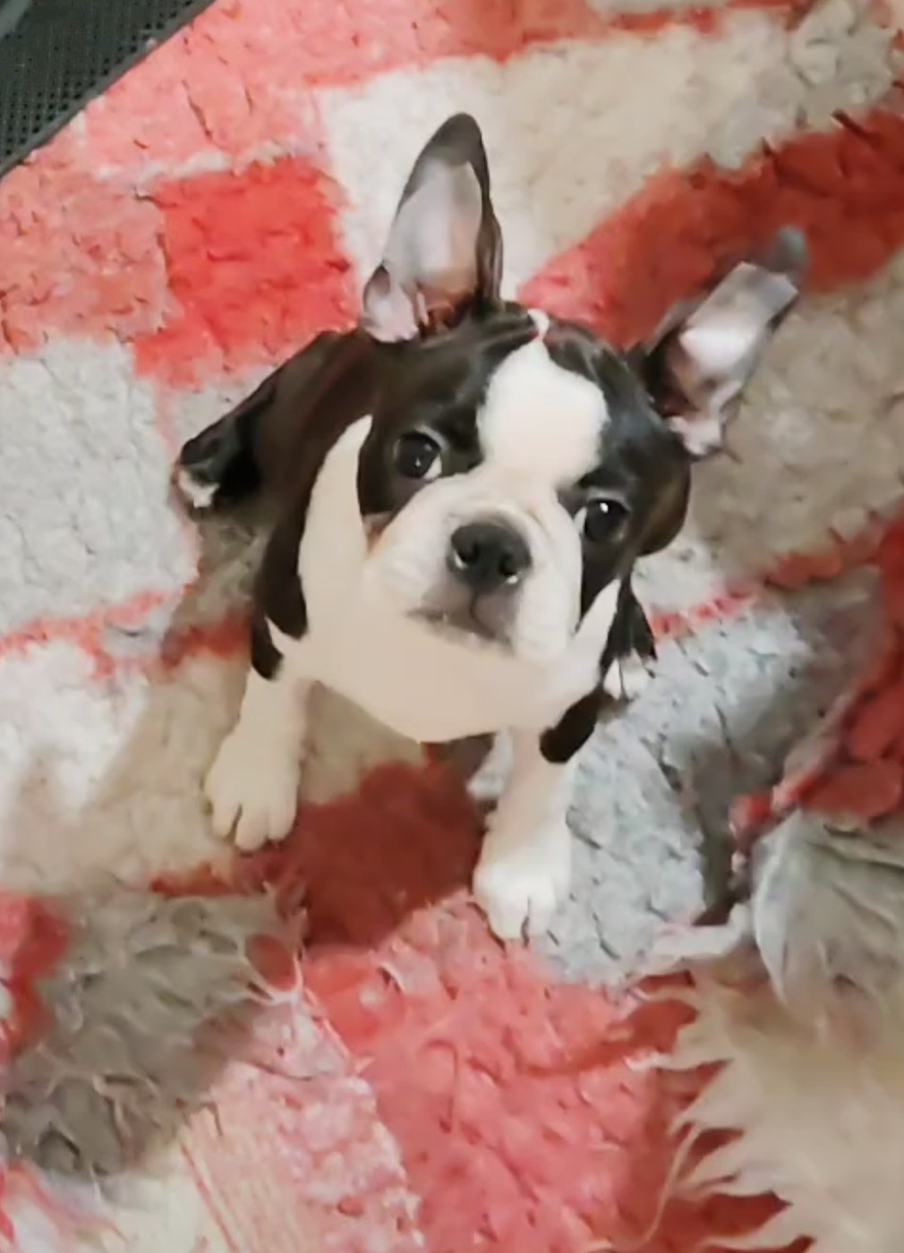 de Yu Box - Chiots disponibles - Boston Terrier