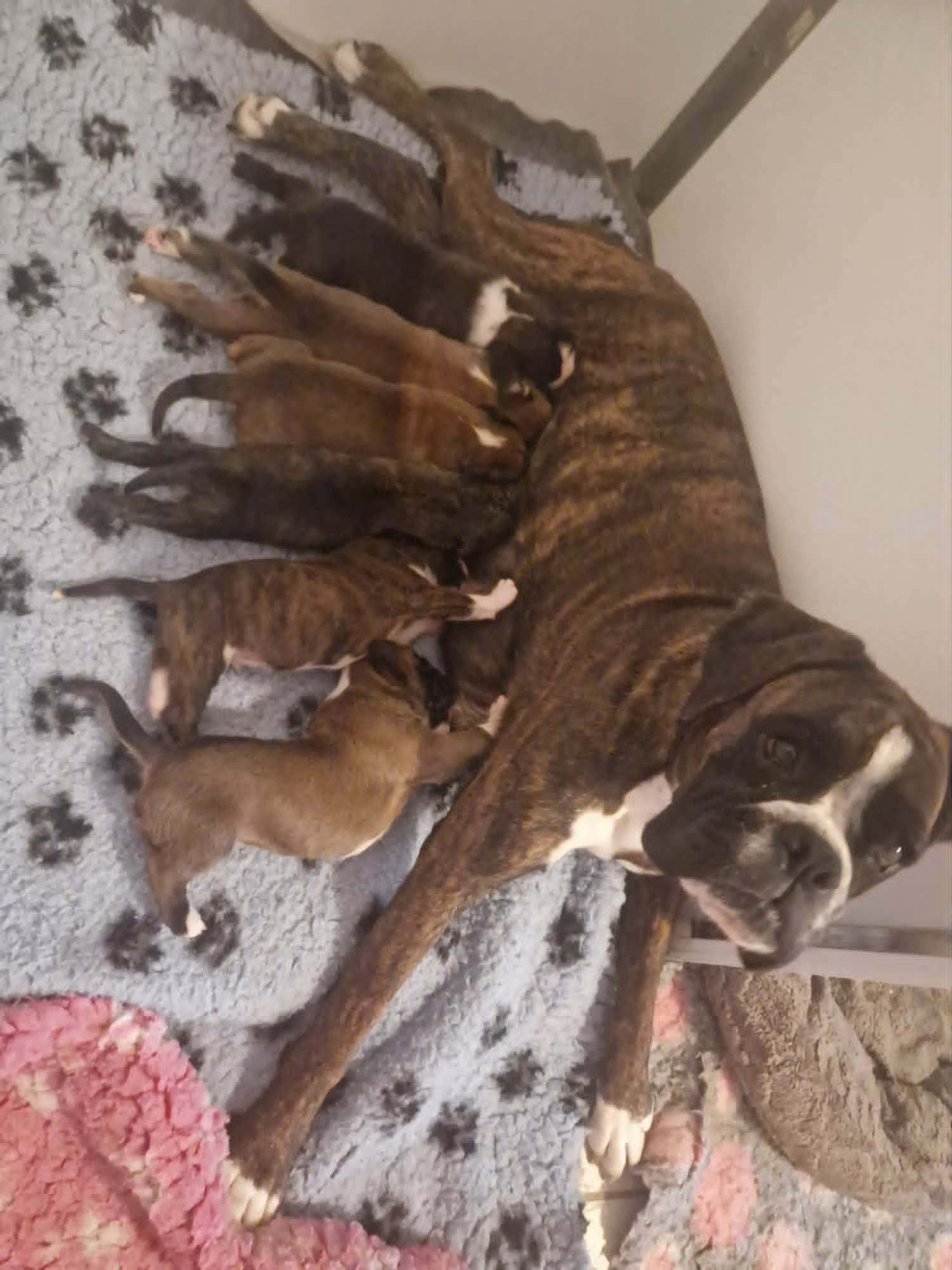 Chiot Boxer de Yu Box
