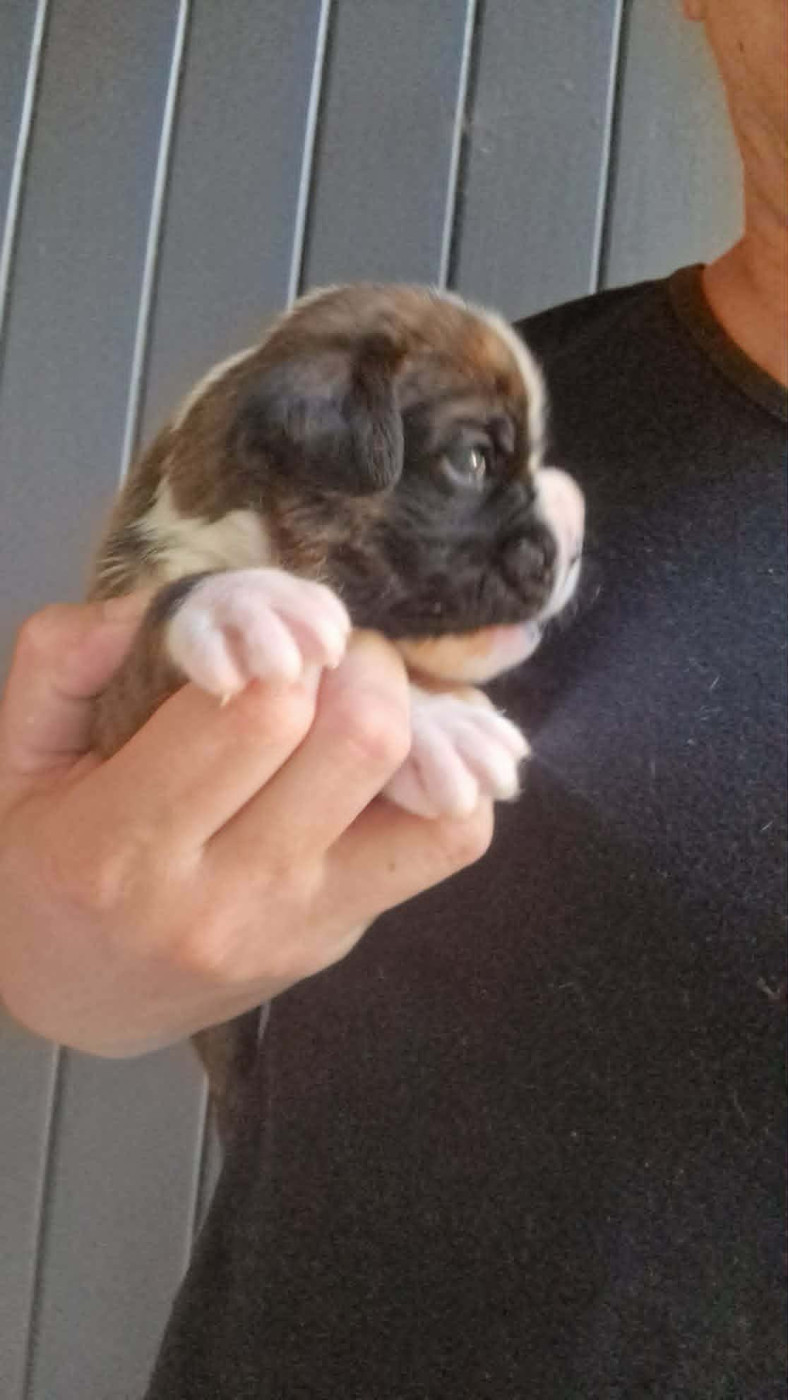 de Yu Box - Chiots disponibles - Boxer