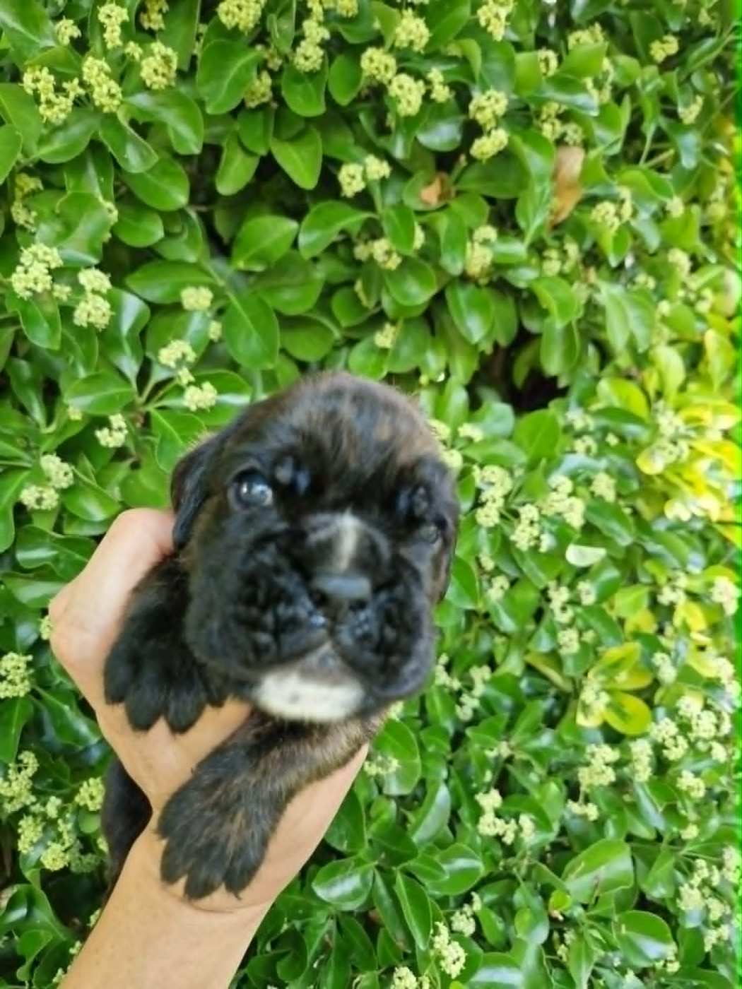 de Yu Box - Chiots disponibles - Boxer