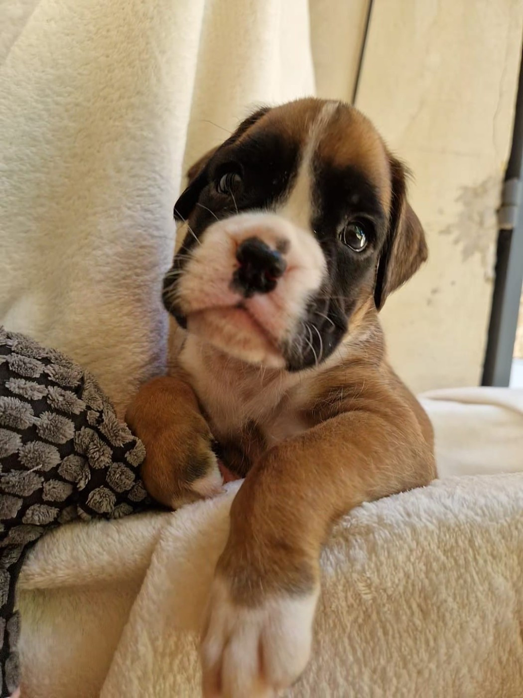 de Yu Box - Chiots disponibles - Boxer