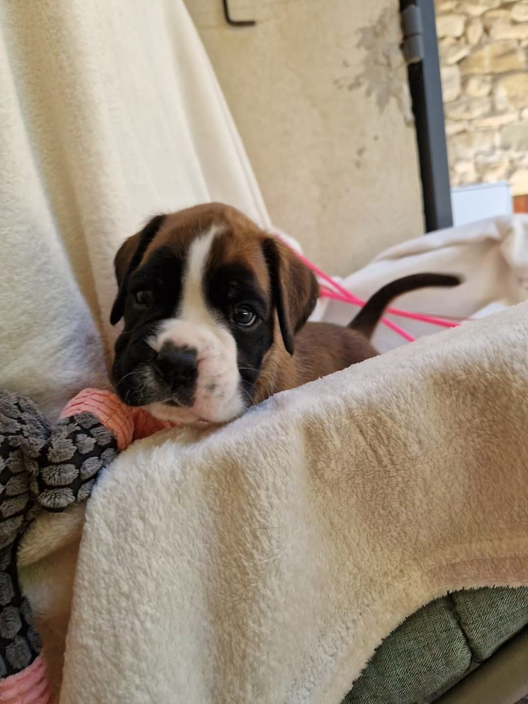 de Yu Box - Chiots disponibles - Boxer