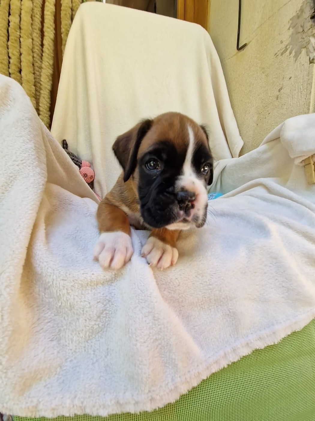 de Yu Box - Chiots disponibles - Boxer