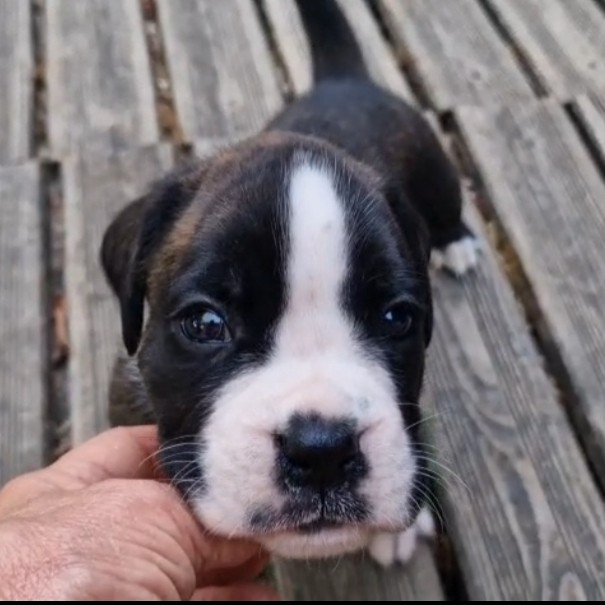 de Yu Box - Chiots disponibles - Boxer