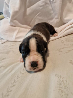 Chiot N°3