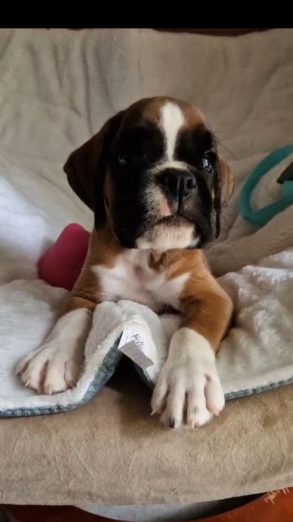 de Yu Box - Chiots disponibles - Boxer