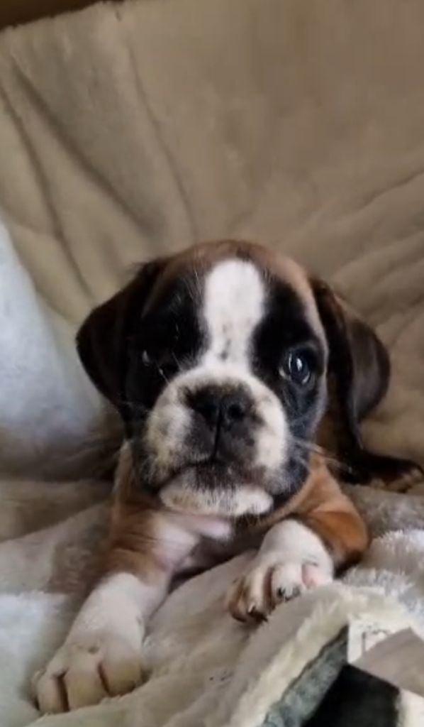 de Yu Box - Chiots disponibles - Boxer