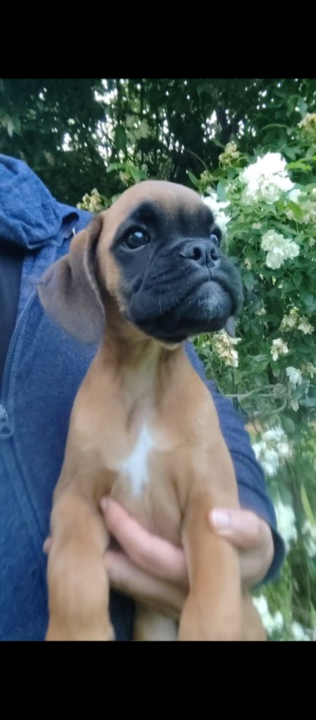 de Yu Box - Chiots disponibles - Boxer